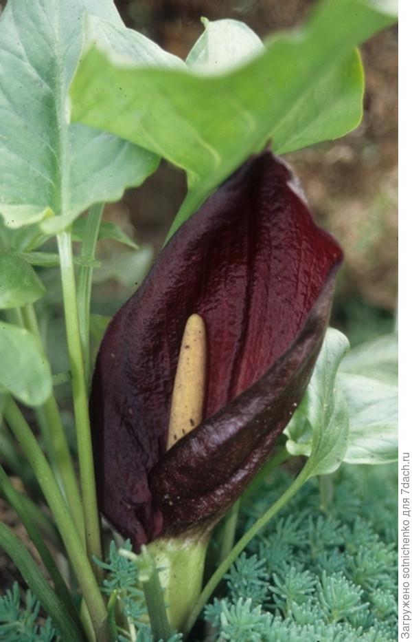Фото из интернета. Цветение аронника удлинённого (Arum elongatum)