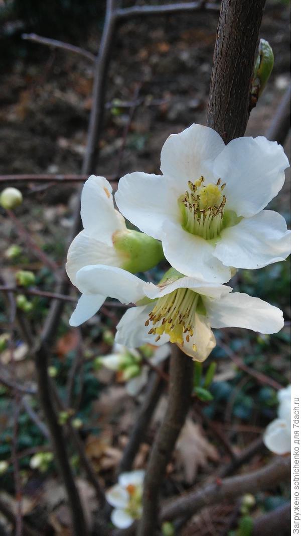 Хеномелис не удивлен такой переменчивой погоде!