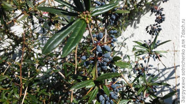 Барбарис Юлиана,начало марта.