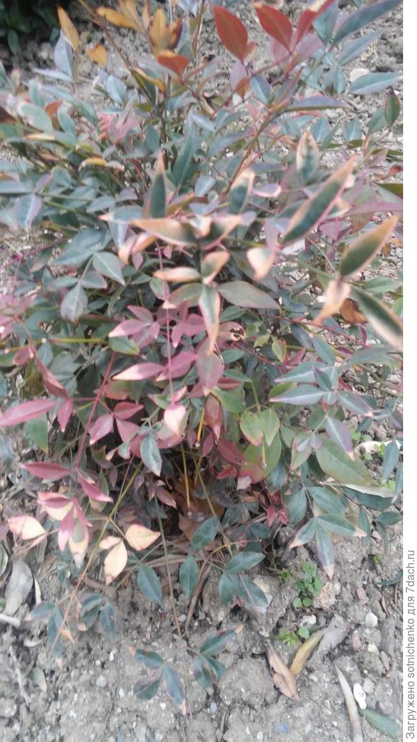 Общий вид,вчерашнее фото.