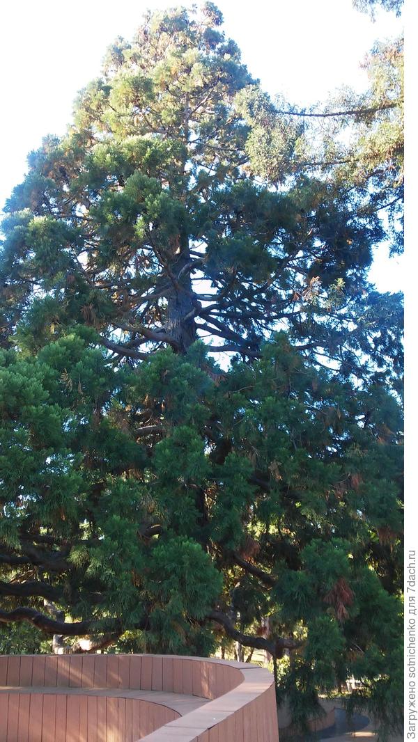 Общий вид,фото сделала осенью.