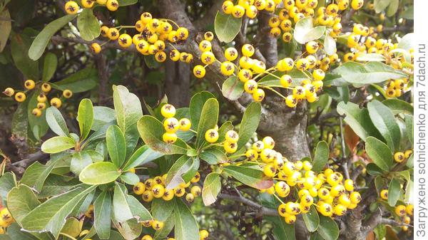 Пираканта с желто-оранжевыми плодами,вчерашнее фото.