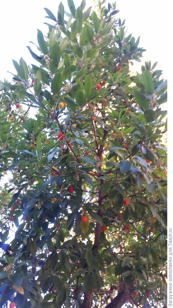 Земляничник крупноплодный.Фото сделала в ноябре.