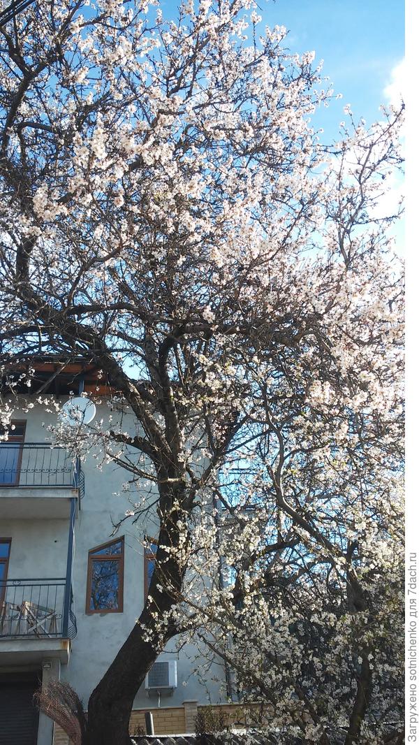 Миндаль потихоньку отцветает,усыпая дорожки нежно-розовыми лепестками.