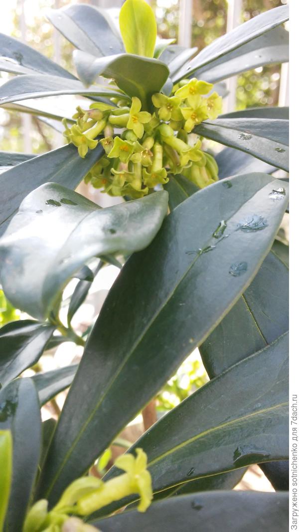 Дафна лауреола.