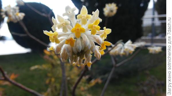 Эджвортия золотистоцветковая источает сладкий аромат.