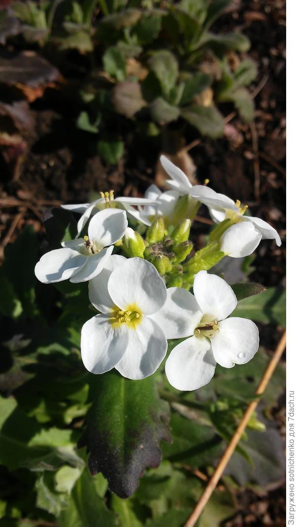 Арабис(резуха) дружно зацвел на клумбе.