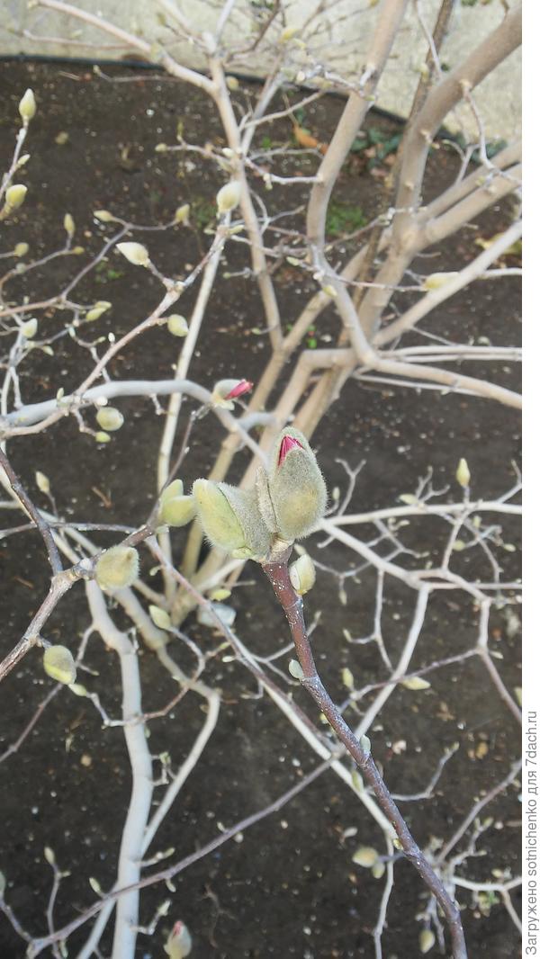 Еще немного времени и магнолия Сьюзан раскроет свои очаровательные цветы.