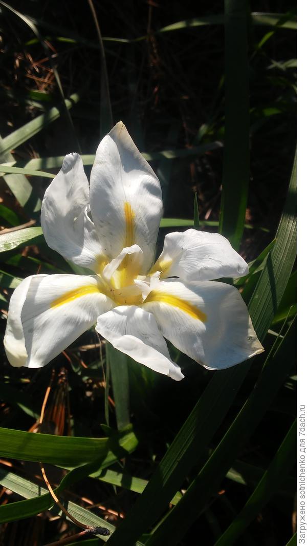 Ирис алжирский "Альба"