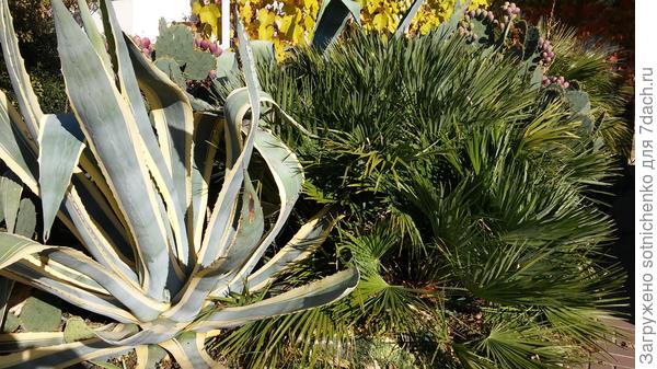 Агава  (aureo-marginata ).