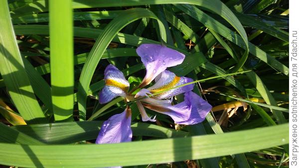 Сравните похож на коготь?