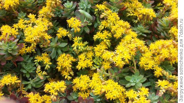 Сегодняшнее фото.(Sedum palmeri )