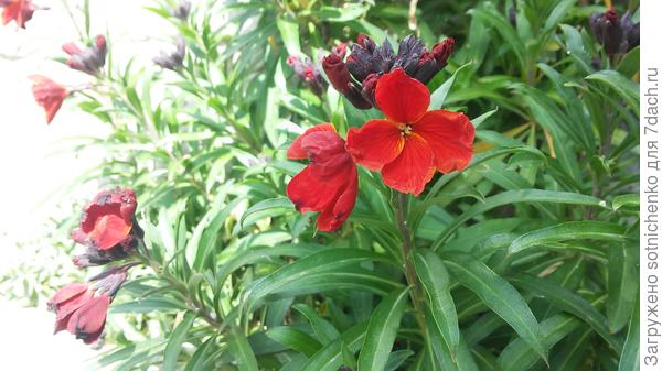 Цветение желтофиоли садовой.