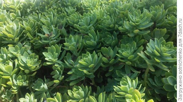 Немножко мясистые листочки,но нежные на о щуп. Фото сделала в июле