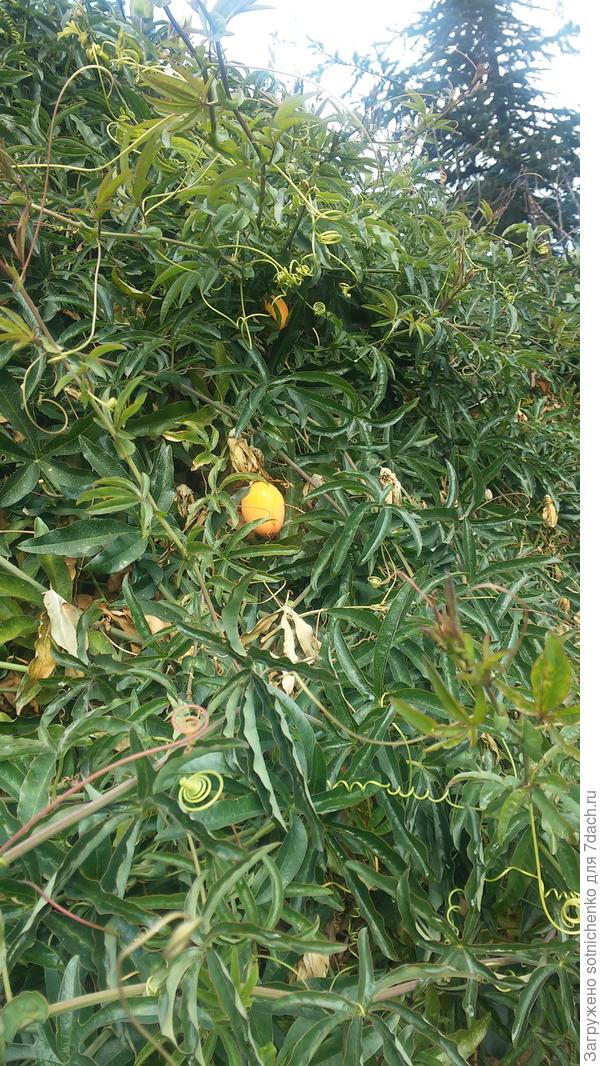 Пассифлора.Гурзуф,январь этого года.