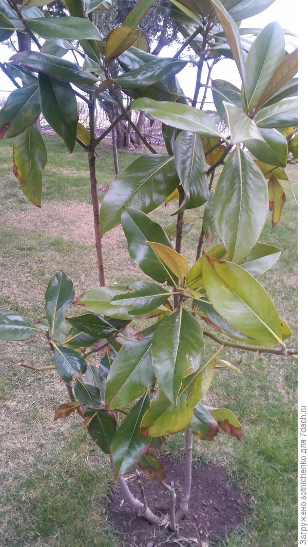 Фото сделала в конце марта.