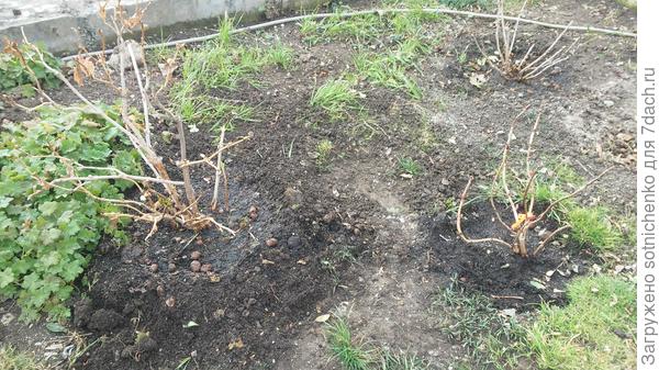 Фото сделала в марте.Крайняя справа больше всех пострадала,но отбивает от корня почки.