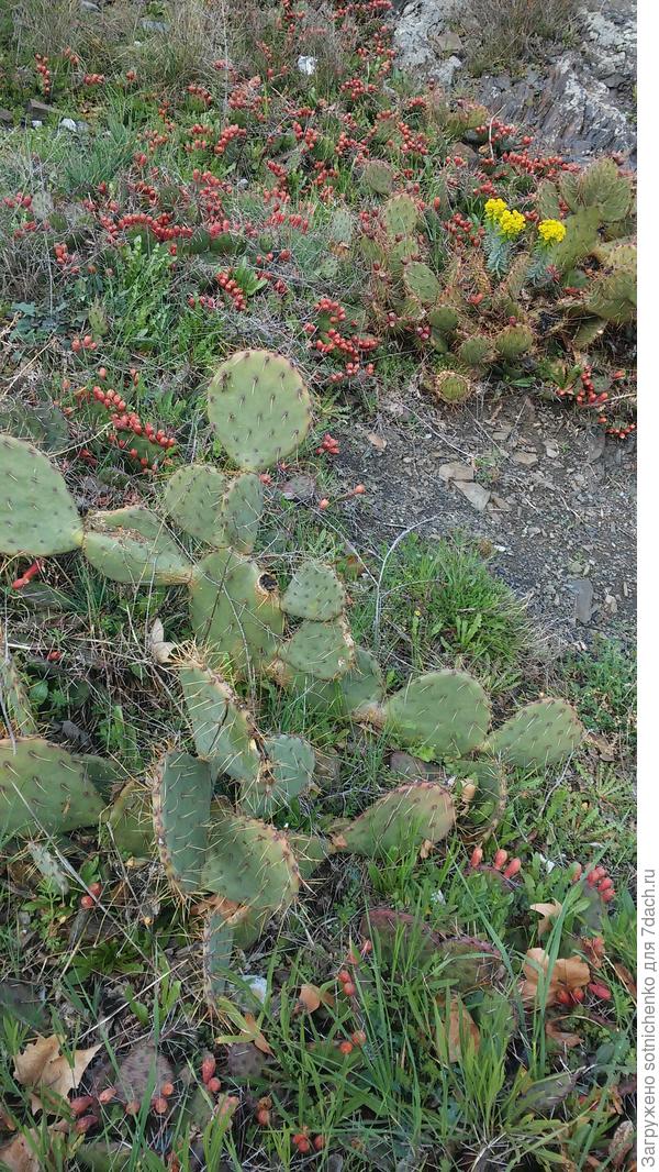 Так выглядит опунция в марте