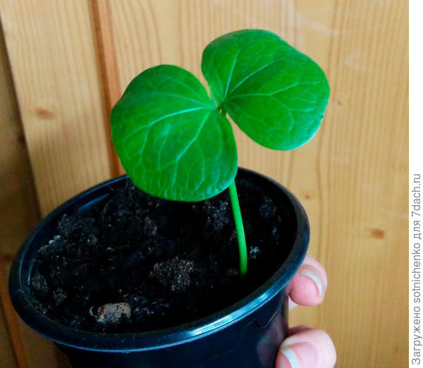 Фото из интернета.