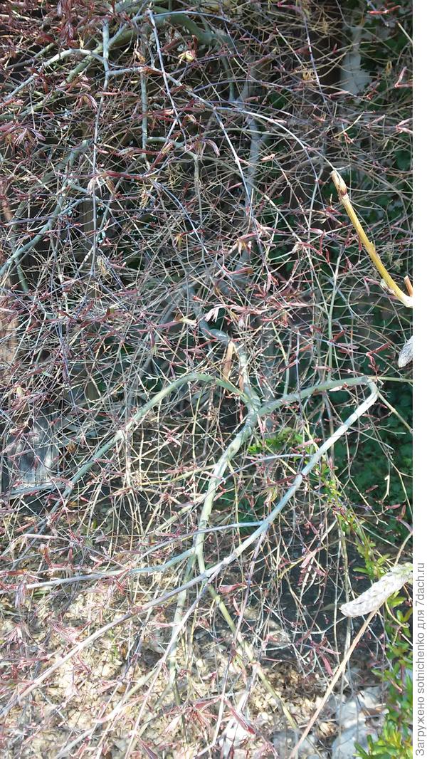 Гурзуф.фото сделала 1 мая,листики только немного пустились в рост.