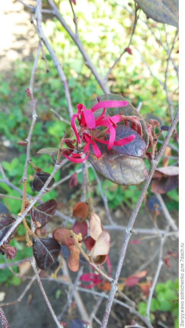 Пережил морозную зиму ремнелепестник китайский,зацветает.