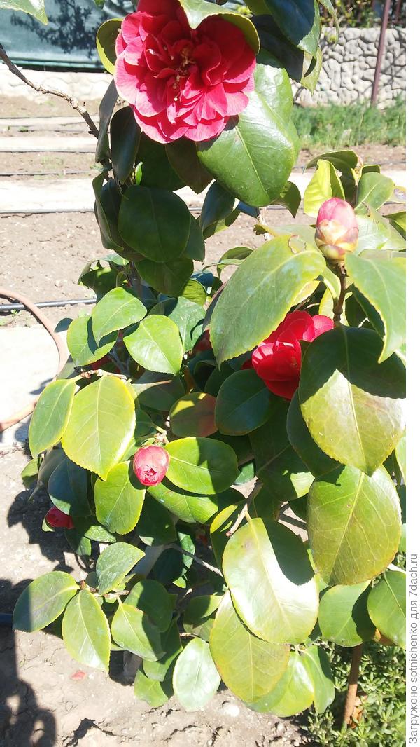 Камелия японская.