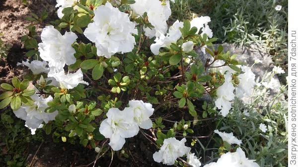 Цветение азалии японской.