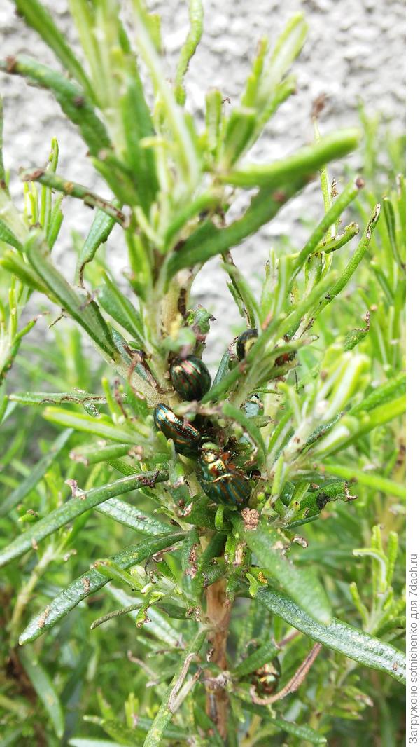 Нашествие вредителей.