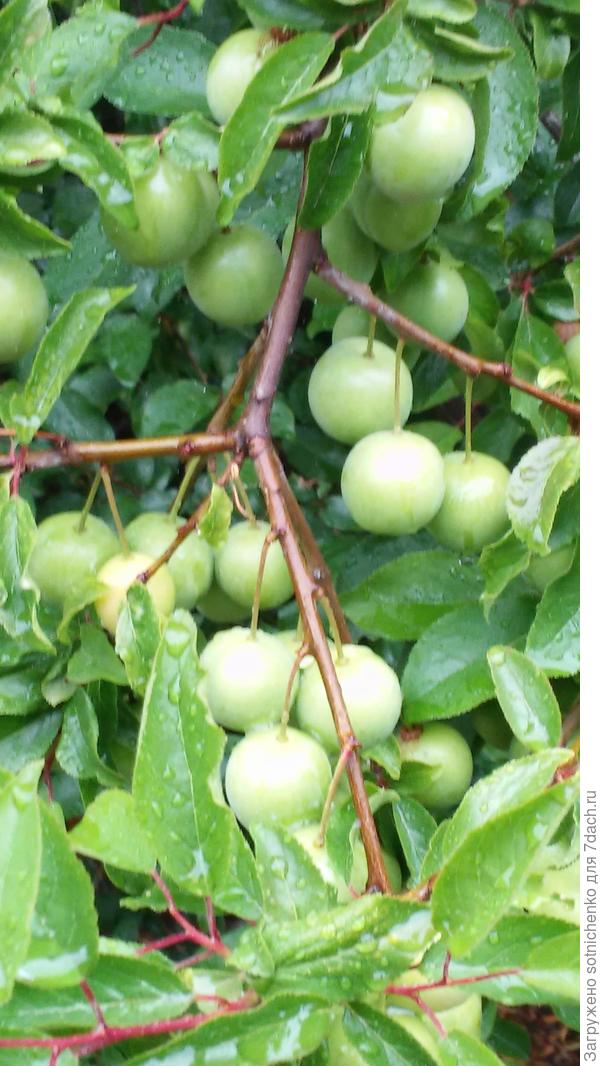 Так в Крыму сейчас выглядит алыча.