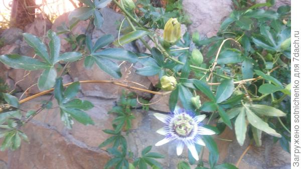 Сегодняшнее фото. Страстоцвет- кавалерская звезда на улицах Гурзуфа.