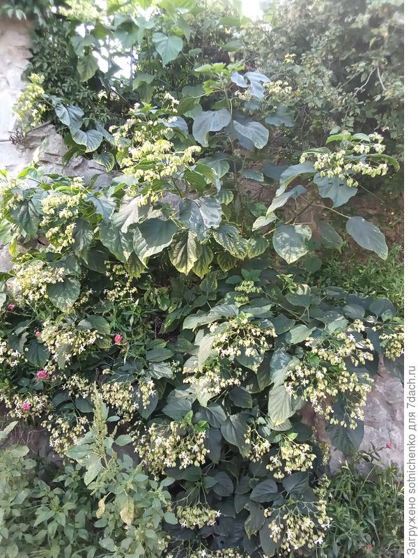 Растете на улице "дикарем".Высота больше метра.