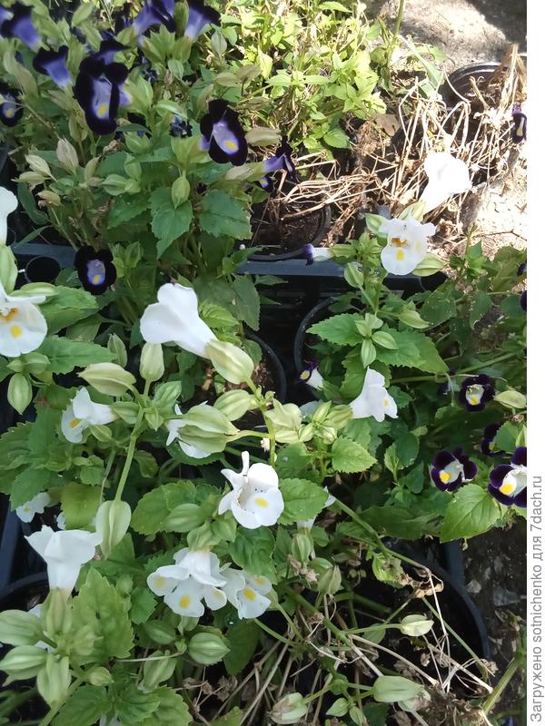 Фото сделано в конце июля.