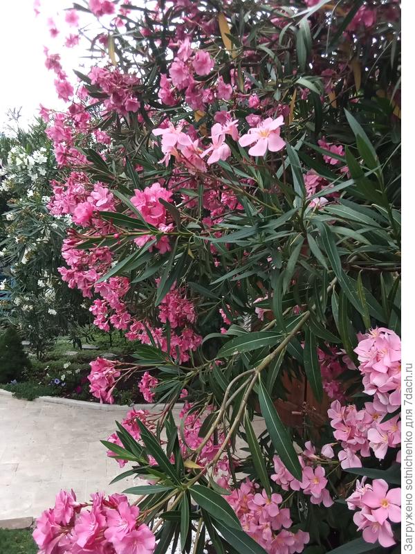 Обыкновенное уличное растение,для дома и для офиса не совсем подходит,из-за наличия яда во всех частях растения.