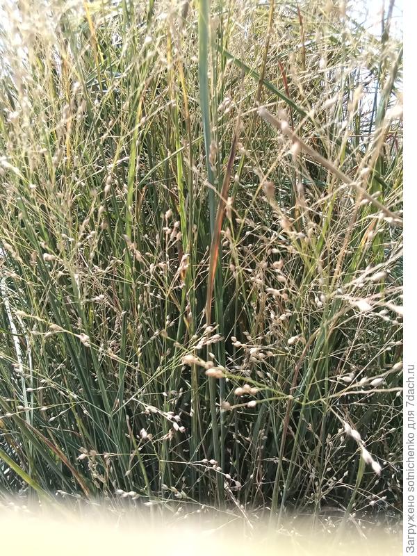 Метелки поближе.