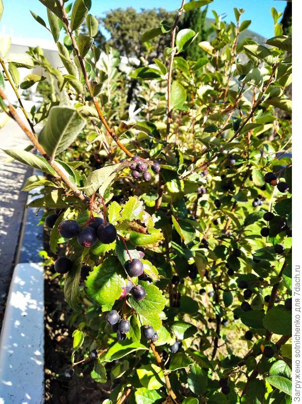 Кизильник блестящий.