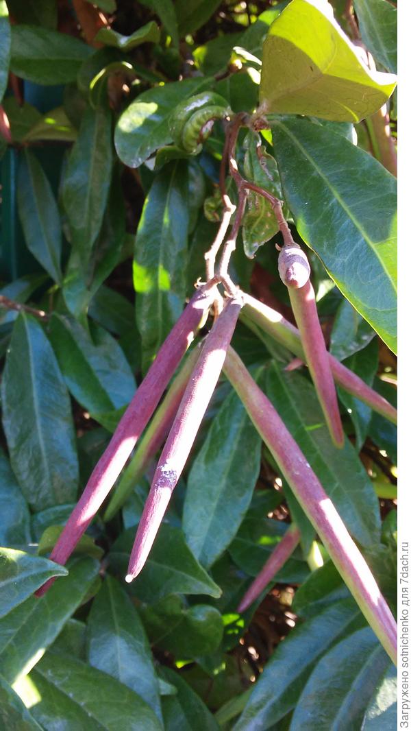 Плоды ринкоспермума в конце сентября.