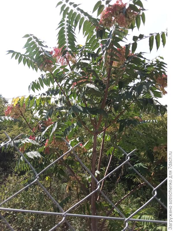 Китайский ясень в сентябре.