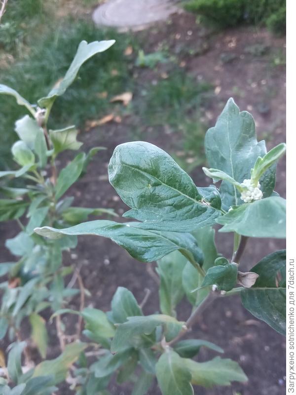 Из-за теплой осени собрался повторно цвести.