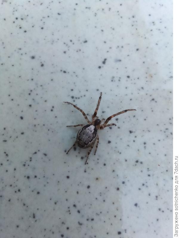 Выглядят вполне добродушно,двигаются бодро. Размер тела около 1 см.