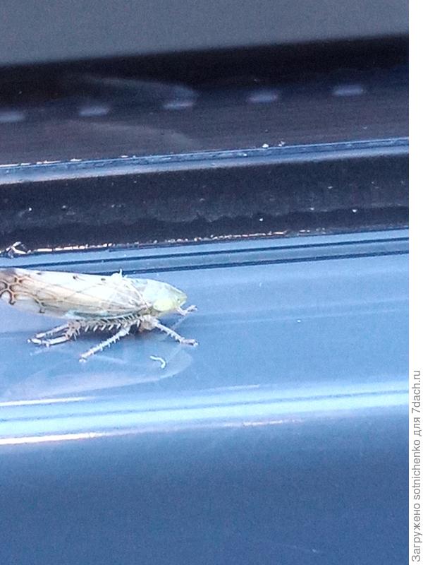 Предполагаю что какая -то цикадка 5-6 мм длиной.