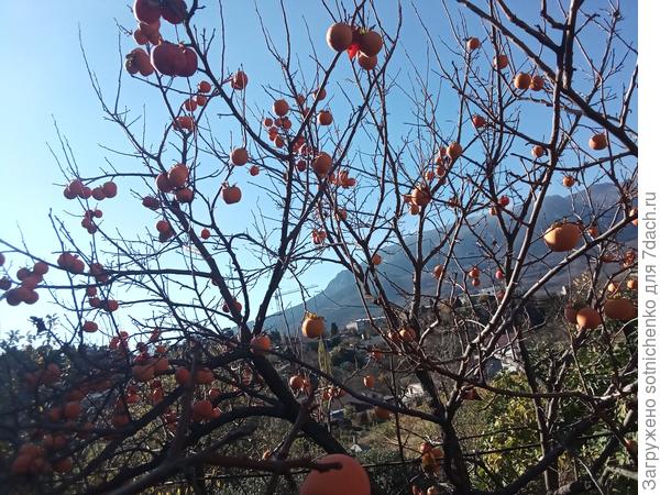 Большой южный привет Вам из Крыма!