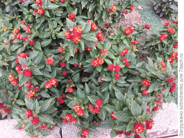 Лантана в ноябре.