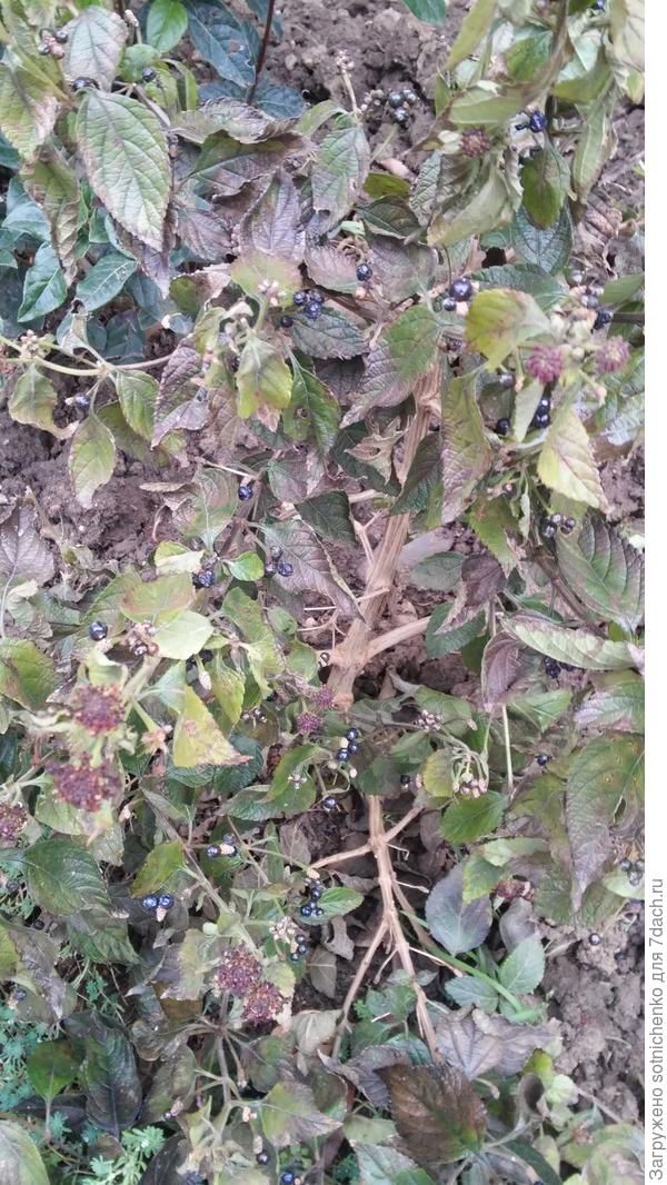 Лантана в январе после первых ночных морозов -5С.