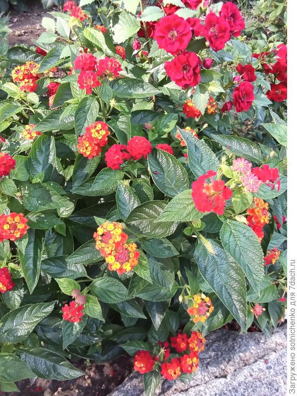 Лантана в августе.