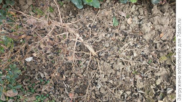 Лантана в марте.