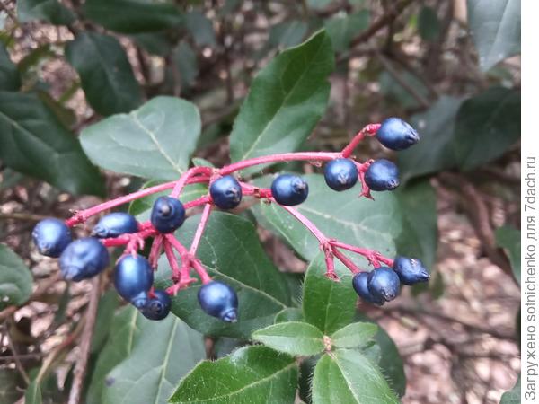 Вот так сегодня выглядит калина лавролистная на ЮБК.