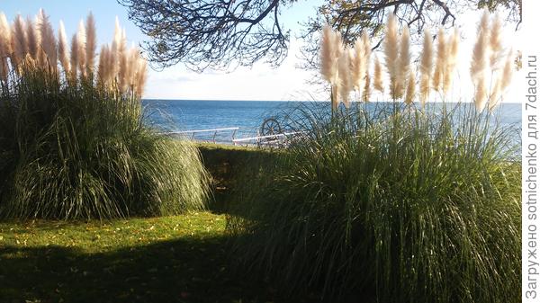 Вот так выглядела пампасская трава в ноябре прошлого года.