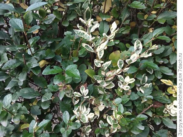 Пыталась вначале вырезать все зеленые побеги.