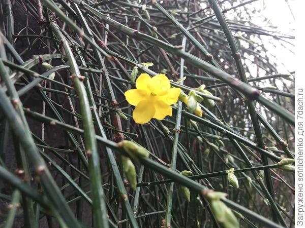 Жасмин голоцветковый в защищенных местах начинает цвести,а раньше только в конце декабря появлялись первые цветы..