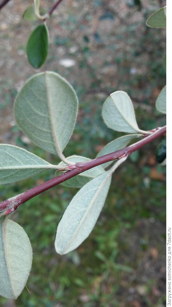 Вид листиков с обратной тороны!